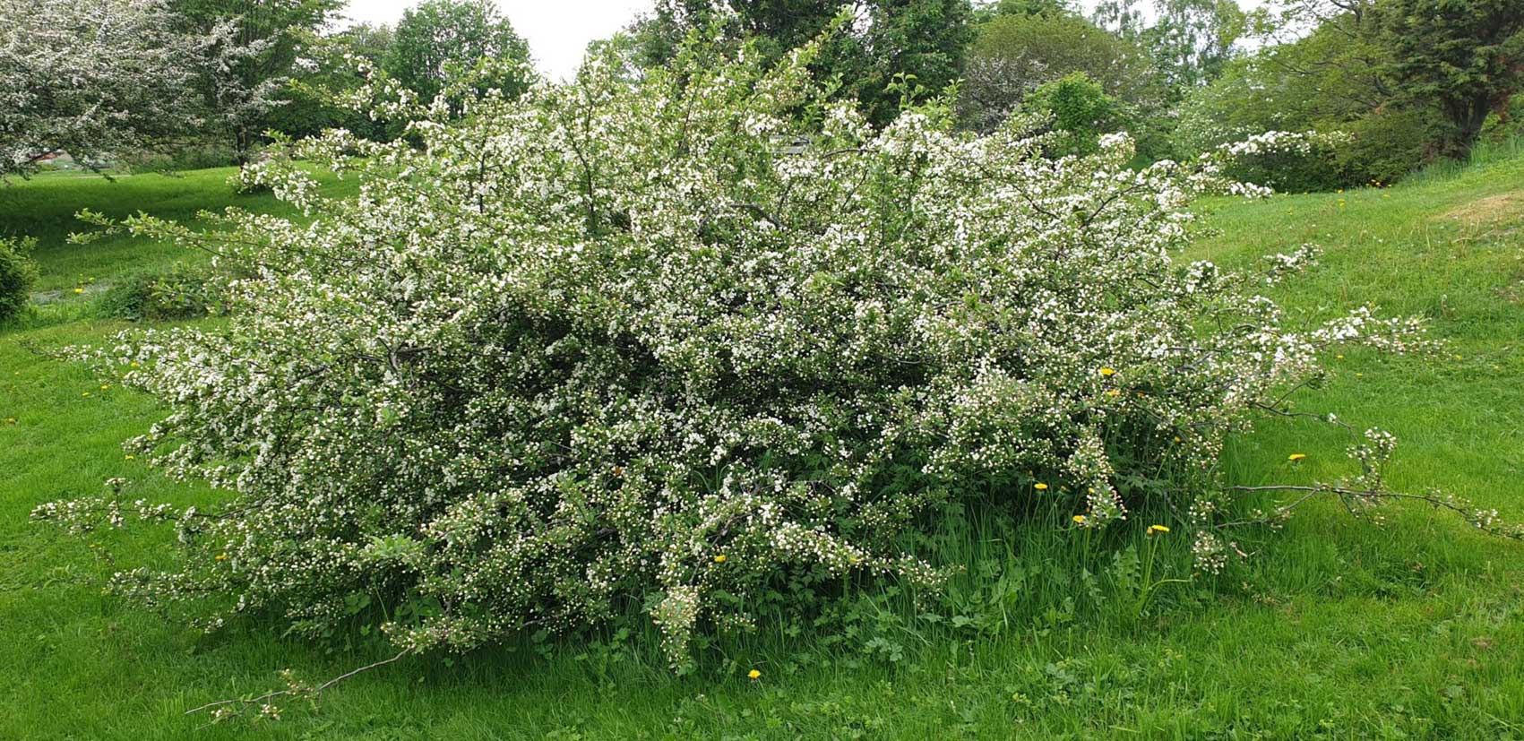 Marjaomenapensas Malus toringo var. sargentii